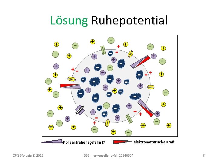 Lösung Ruhepotential Konzentrationsgefälle K+ ZPG Biologie © 2013 elektromotorische Kraft 335_nervenzellenspiel_20140304 8 