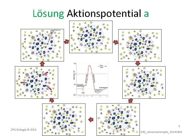 Lösung Aktionspotential a ZPG Biologie © 2013 9 335_nervenzellenspiel_20140304 