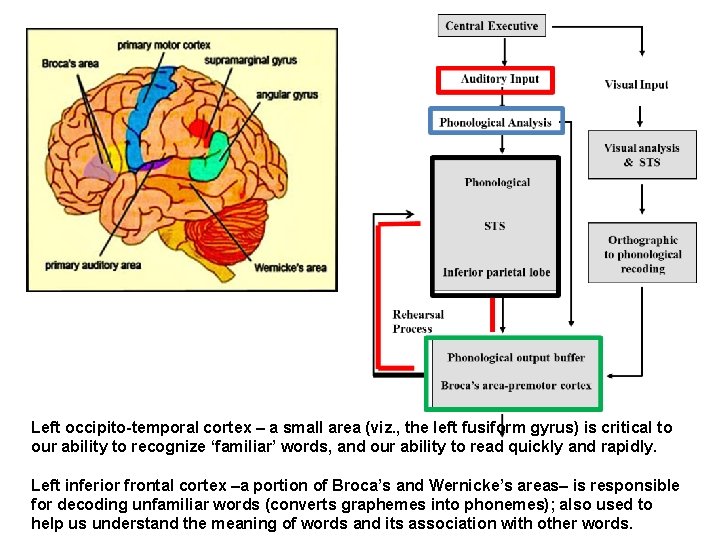 Left occipito-temporal cortex – a small area (viz. , the left fusiform gyrus) is