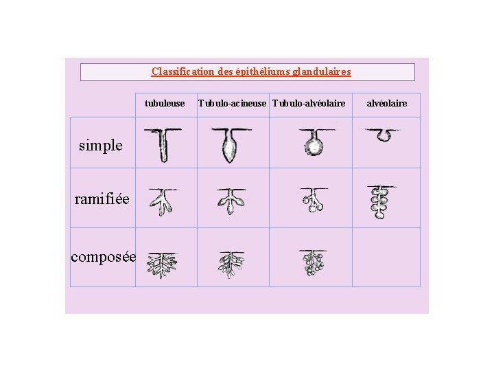 Classification des épithéliums glandulaires tubuleuse simple ramifiée composée Tubulo-acineuse Tubulo-alvéolaire 