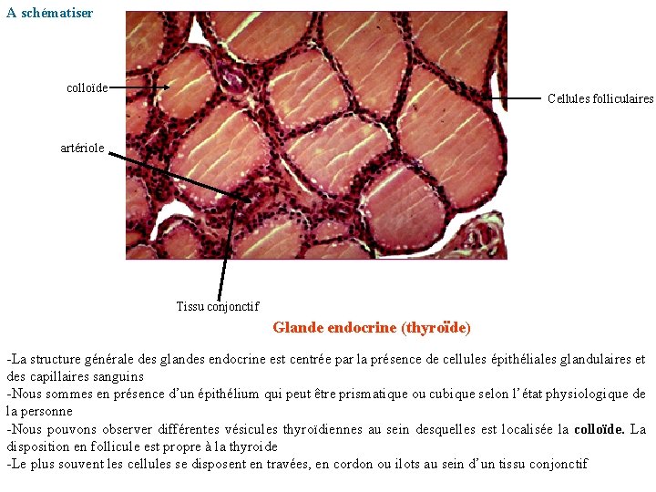 A schématiser colloïde Cellules folliculaires artériole Tissu conjonctif Glande endocrine (thyroïde) -La structure générale