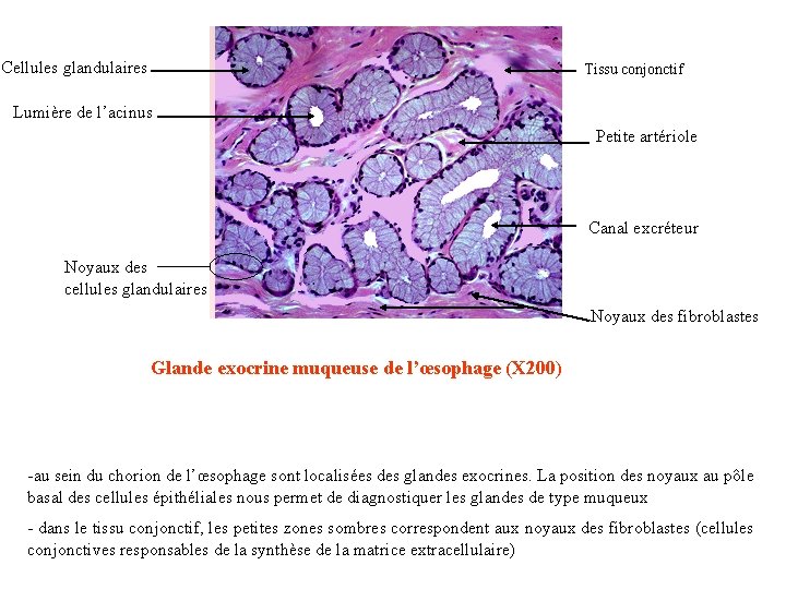 Cellules glandulaires Tissu conjonctif Lumière de l’acinus Petite artériole Canal excréteur Noyaux des cellules