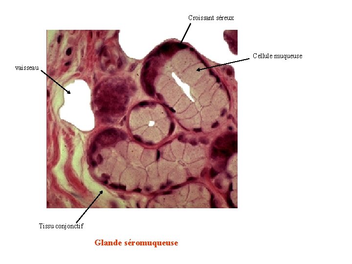 Croissant séreux Cellule muqueuse vaisseau Tissu conjonctif Glande séromuqueuse 