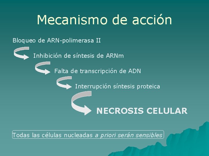 Mecanismo de acción Bloqueo de ARN-polimerasa II Inhibición de síntesis de ARNm Falta de