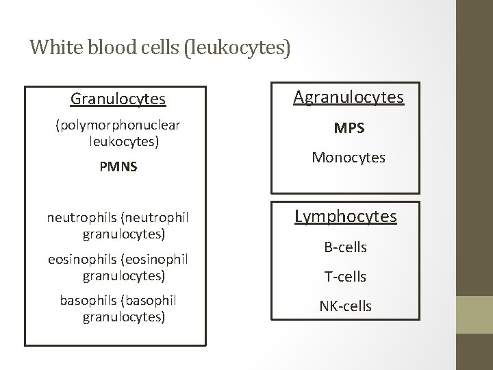 White blood cells (leukocytes) Granulocytes Agranulocytes (polymorphonuclear leukocytes) MPS PMNS neutrophils (neutrophil granulocytes) eosinophils