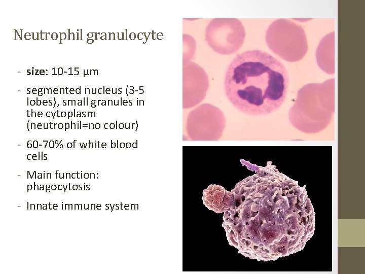 Neutrophil granulocyte - size: 10 -15 µm - segmented nucleus (3 -5 lobes), small