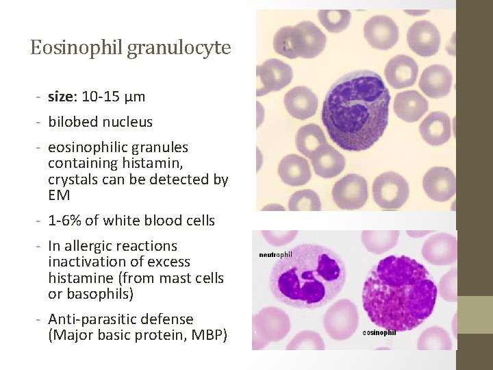 Eosinophil granulocyte - size: 10 -15 µm - bilobed nucleus - eosinophilic granules containing