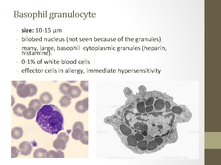 Basophil granulocyte - size: 10 -15 µm - bilobed nucleus (not seen because of