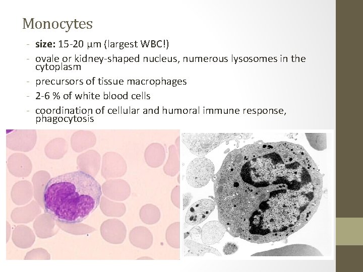 Monocytes - size: 15 -20 µm (largest WBC!) - ovale or kidney-shaped nucleus, numerous