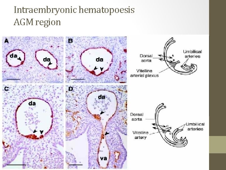 Intraembryonic hematopoesis AGM region 