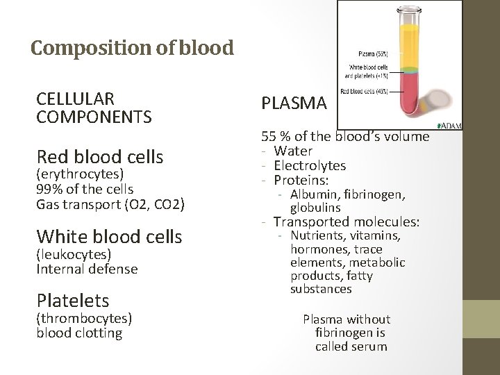 Composition of blood CELLULAR COMPONENTS Red blood cells (erythrocytes) 99% of the cells Gas