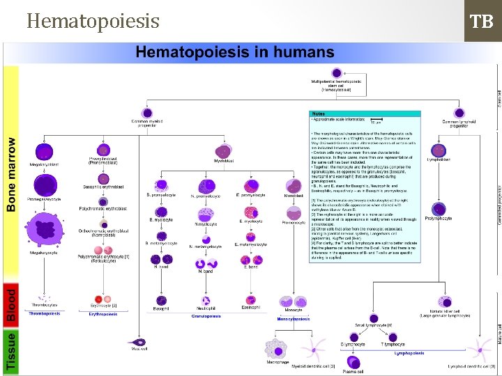 Hematopoiesis TB 