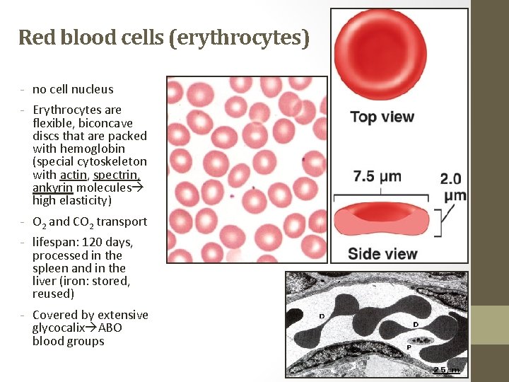 Red blood cells (erythrocytes) - no cell nucleus - Erythrocytes are flexible, biconcave discs