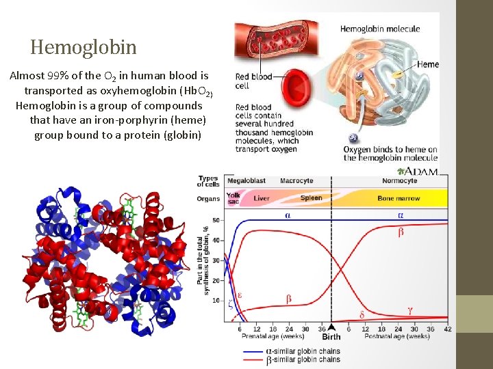 Hemoglobin Almost 99% of the O 2 in human blood is transported as oxyhemoglobin