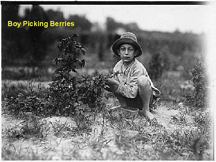 Boy Picking Berries 