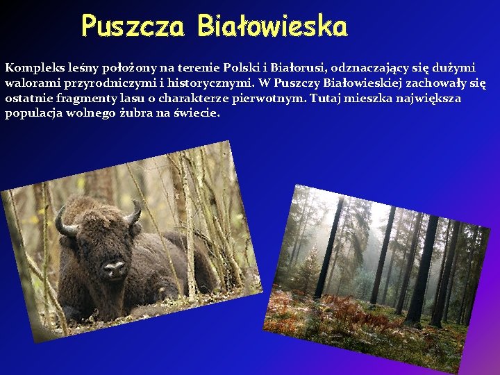 Puszcza Białowieska Kompleks leśny położony na terenie Polski i Białorusi, odznaczający się dużymi walorami