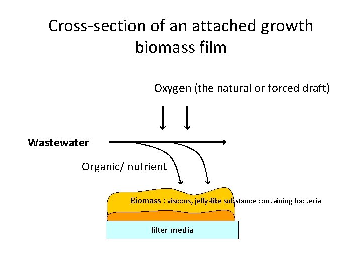 Cross-section of an attached growth biomass film Oxygen (the natural or forced draft) Wastewater