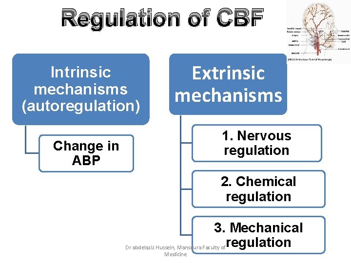 Regulation of CBF Intrinsic mechanisms (autoregulation) Extrinsic mechanisms 1. Nervous regulation Change in ABP