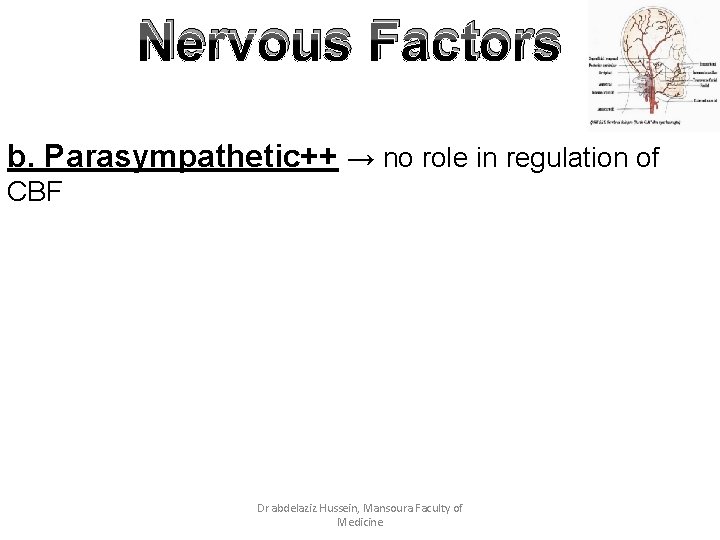 Nervous Factors b. Parasympathetic++ → no role in regulation of CBF Dr abdelaziz Hussein,