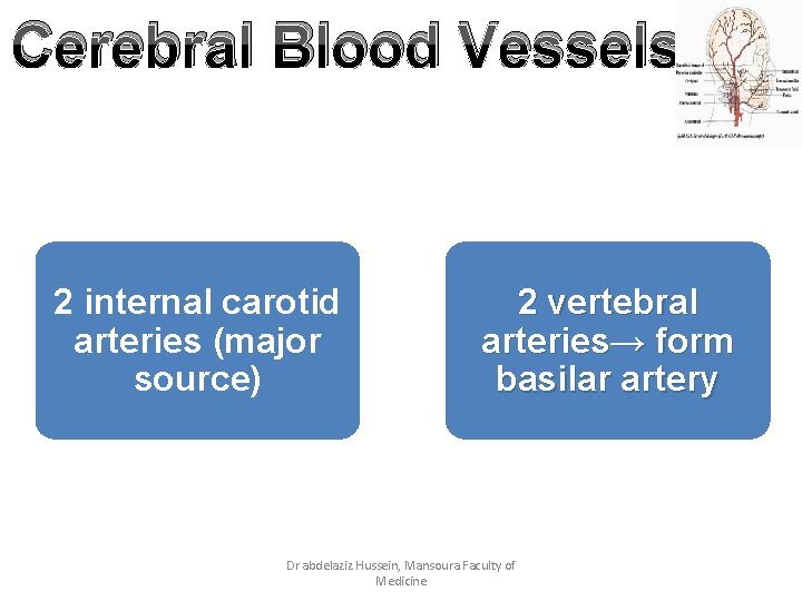 Cerebral Blood Vessels 2 internal carotid arteries (major source) 2 vertebral arteries→ form basilar