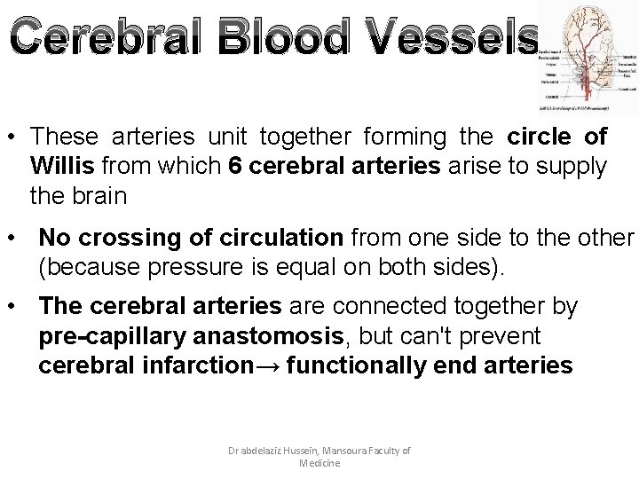 Cerebral Blood Vessels • These arteries unit together forming the circle of Willis from