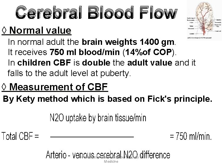 Cerebral Blood Flow ◊ Normal value In normal adult the brain weights 1400 gm.
