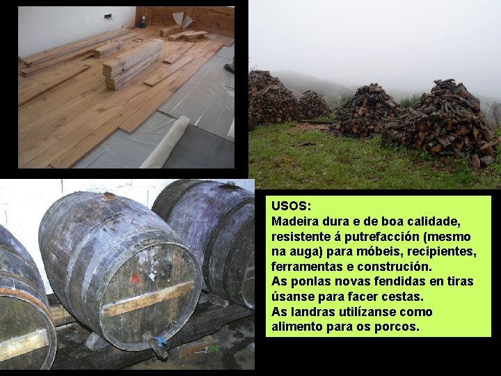 USOS: Madeira dura e de boa calidade, resistente á putrefacción (mesmo na auga) para