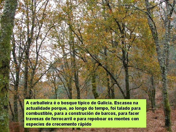 A carballeira é o bosque típico de Galicia. Escasea na actualidade porque, ao longo