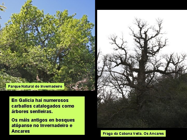 Parque Natural do Invernadeiro En Galicia hai numerosos carballos catalogados como árbores senlleiras. Os