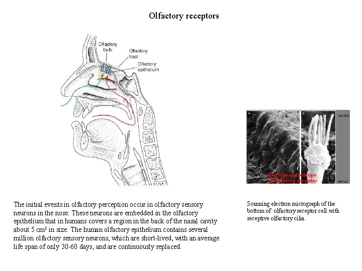 Olfactory receptors The initial events in olfactory perception occur in olfactory sensory neurons in