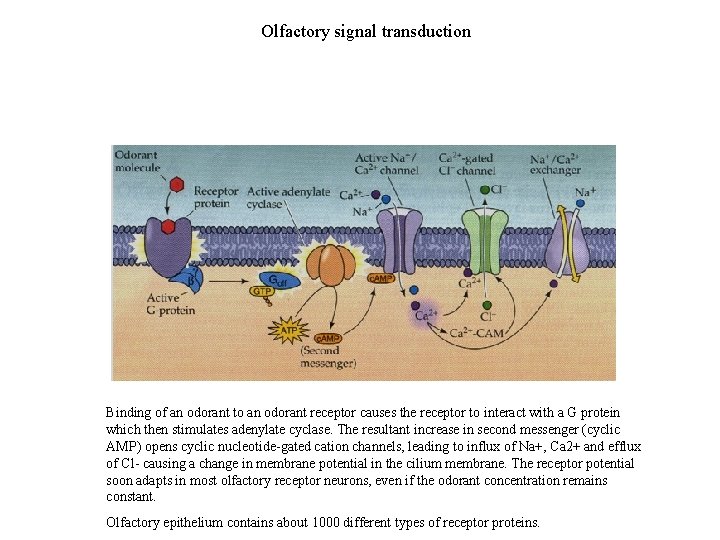 Olfactory signal transduction Binding of an odorant to an odorant receptor causes the receptor