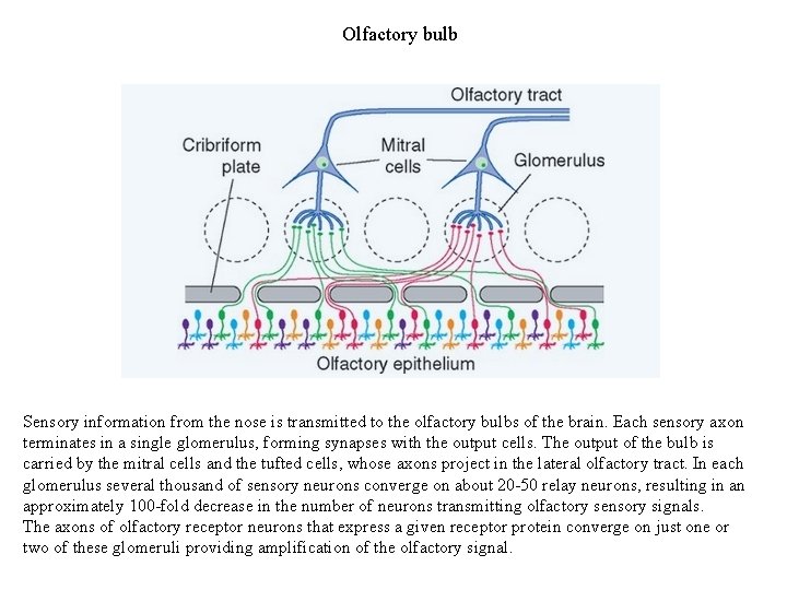 Olfactory bulb Sensory information from the nose is transmitted to the olfactory bulbs of