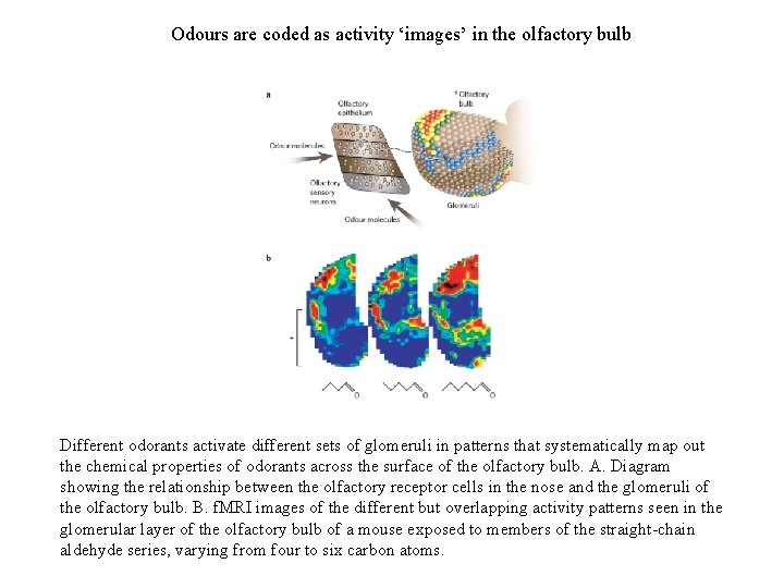 Odours are coded as activity ‘images’ in the olfactory bulb Different odorants activate different