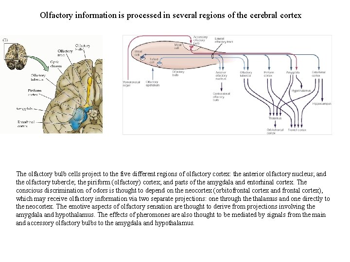 Olfactory information is processed in several regions of the cerebral cortex The olfactory bulb