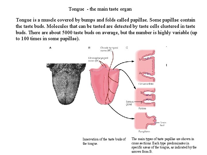Tongue - the main taste organ Tongue is a muscle covered by bumps and