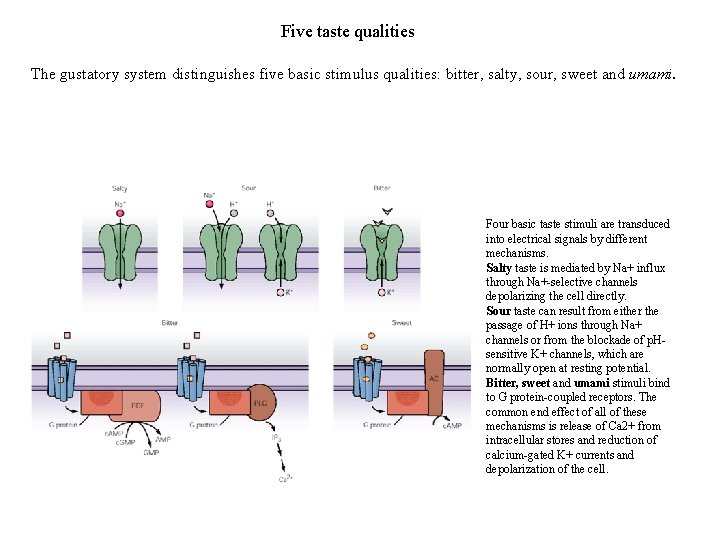 Five taste qualities The gustatory system distinguishes five basic stimulus qualities: bitter, salty, sour,