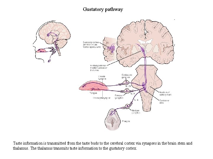 Gustatory pathway Taste information is transmitted from the taste buds to the cerebral cortex