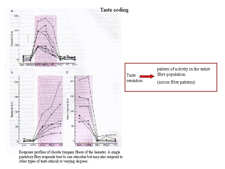 Taste coding Taste sensation Response profiles of chorda tympani fibers of the hamster. A