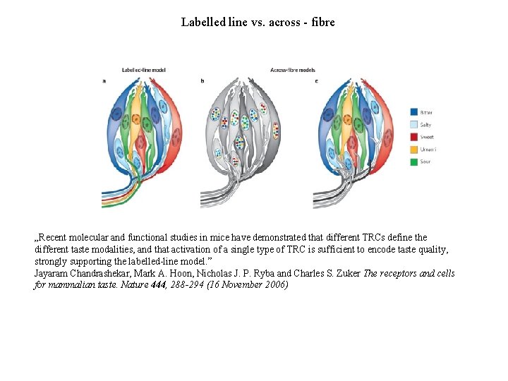 Labelled line vs. across - fibre „Recent molecular and functional studies in mice have