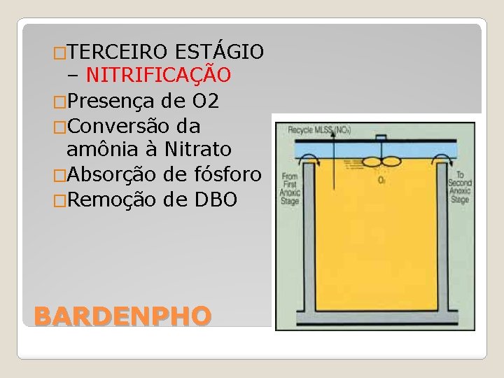 �TERCEIRO ESTÁGIO – NITRIFICAÇÃO �Presença de O 2 �Conversão da amônia à Nitrato �Absorção