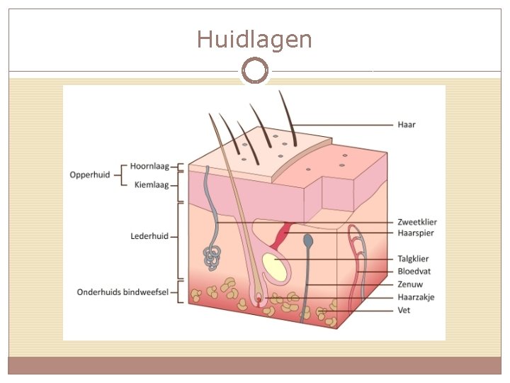 Huidlagen 