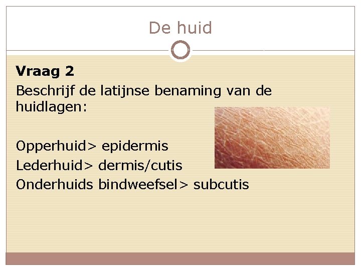De huid Vraag 2 Beschrijf de latijnse benaming van de huidlagen: Opperhuid> epidermis Lederhuid>