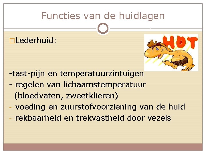 Functies van de huidlagen �Lederhuid: -tast-pijn en temperatuurzintuigen - regelen van lichaamstemperatuur (bloedvaten, zweetklieren)