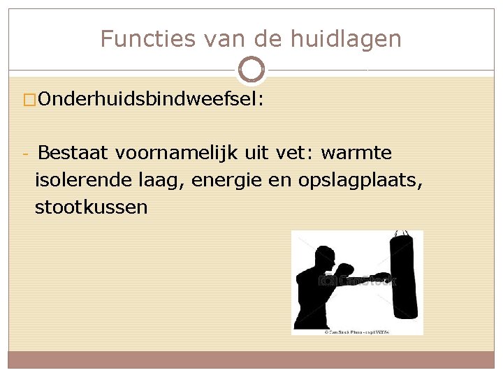 Functies van de huidlagen �Onderhuidsbindweefsel: - Bestaat voornamelijk uit vet: warmte isolerende laag, energie