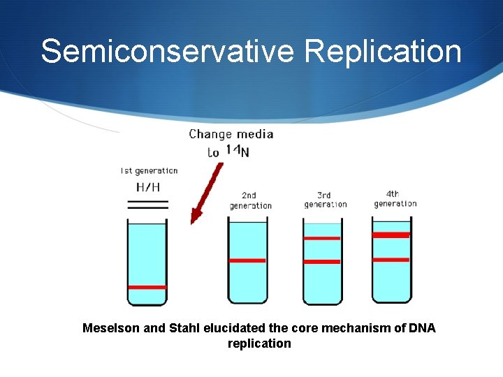 Semiconservative Replication Meselson and Stahl elucidated the core mechanism of DNA replication 