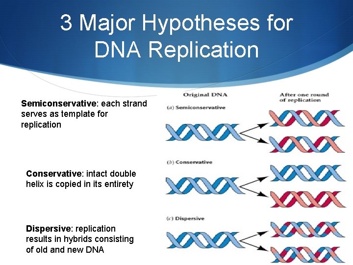 3 Major Hypotheses for DNA Replication Semiconservative: each strand serves as template for replication