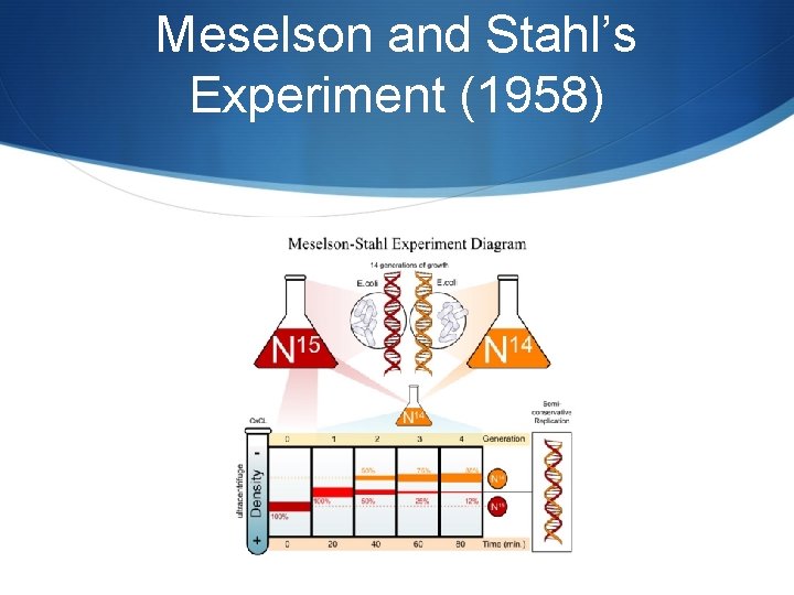 Meselson and Stahl’s Experiment (1958) 