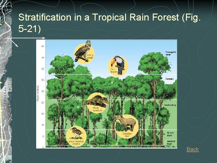 Stratification in a Tropical Rain Forest (Fig. 5 -21) Back Stratification in a Tropical Rain Forest (Fig. 5 -21) Back