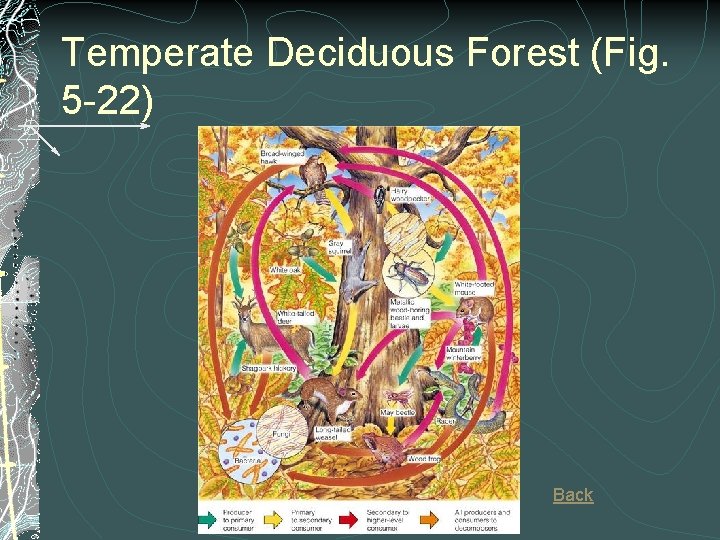 Temperate Deciduous Forest (Fig. 5 -22) Back 