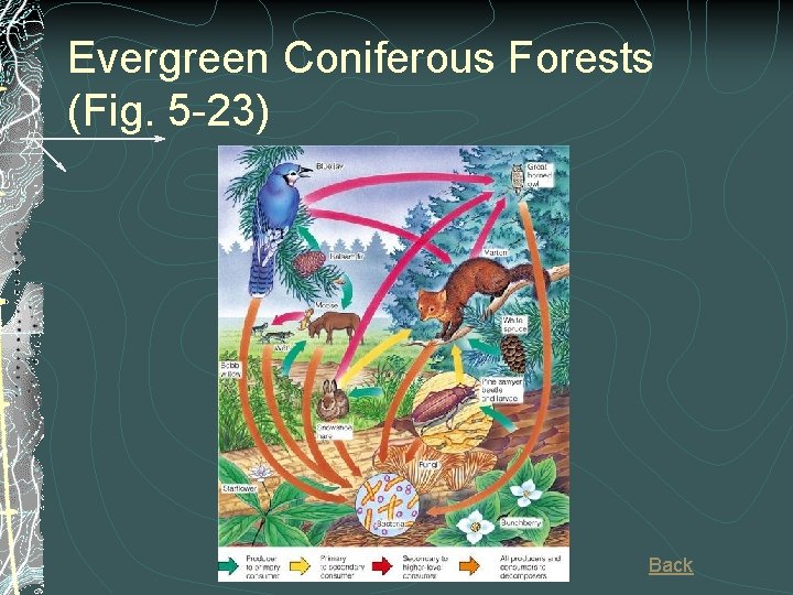 Evergreen Coniferous Forests (Fig. 5 -23) Back 